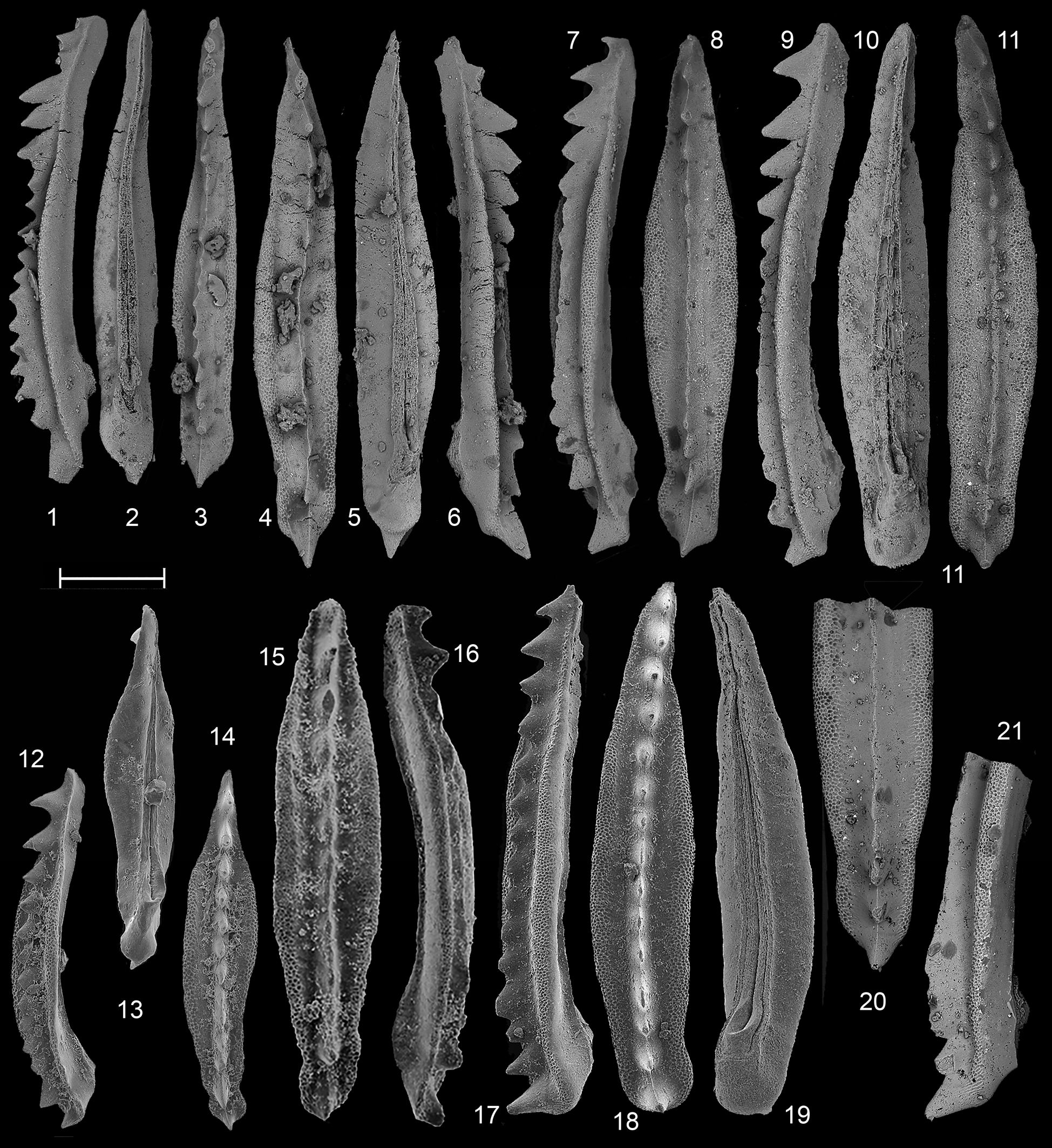 The Neogondolella constricta (Mosher and Clark, 1965) group in the 