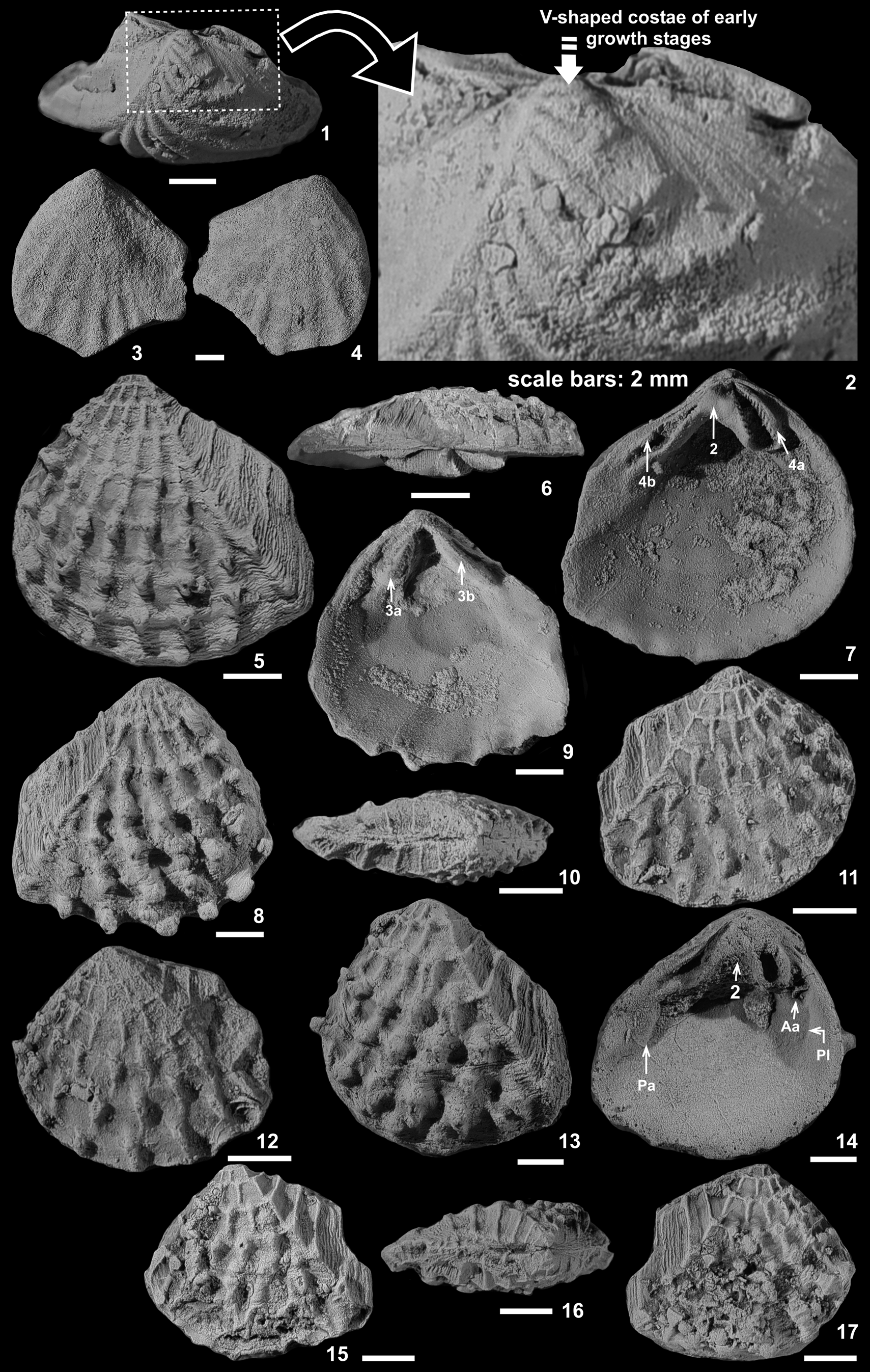 Jurassic Trigoniida (Bivalvia) from Gebel Maghara, northern Sinai ...