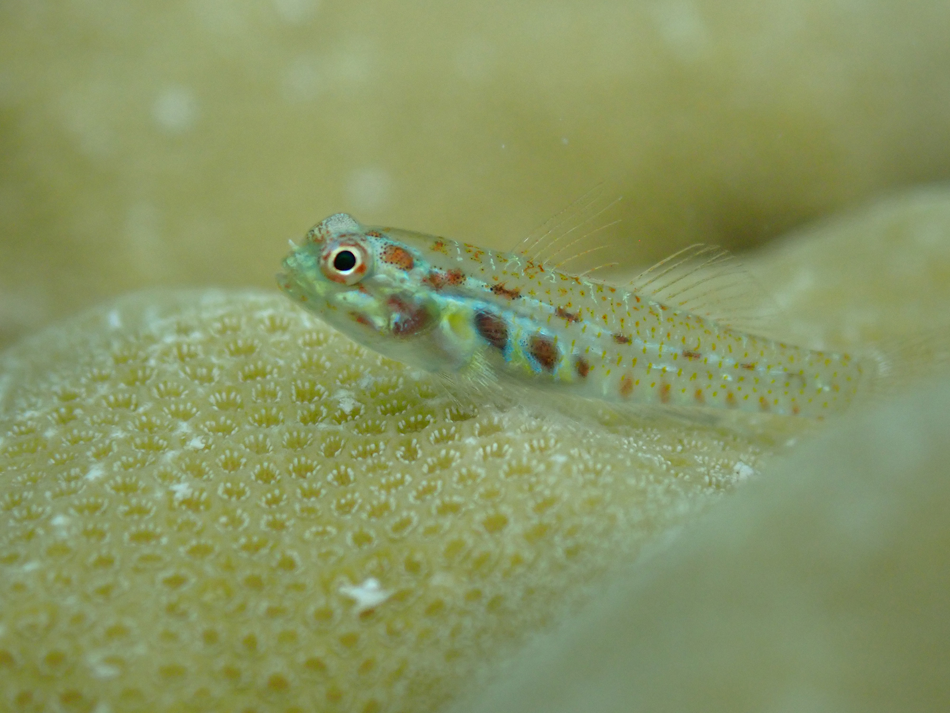 Closeup of a lizard fish caught deep water fishing in Gulf of