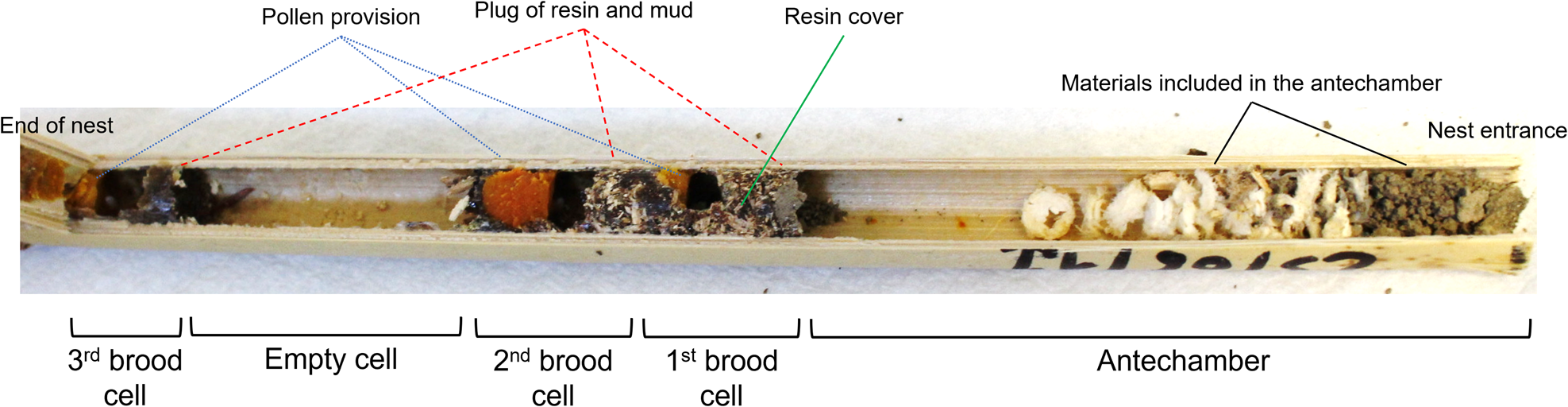 Nesting biology and nest structure of the exotic bee Megachile sculpturalis  | Bulletin of Entomological Research | Cambridge Core