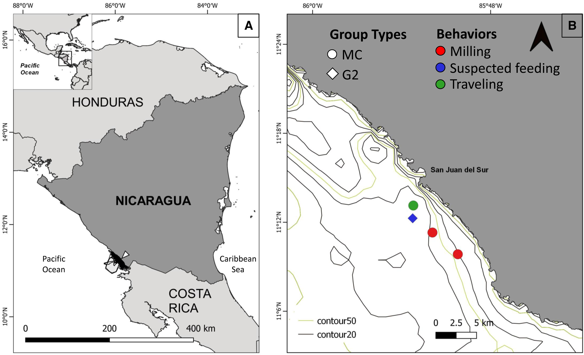 Sightings of Bryde's whale, Balaenoptera edeni, off the Pacific coast ...