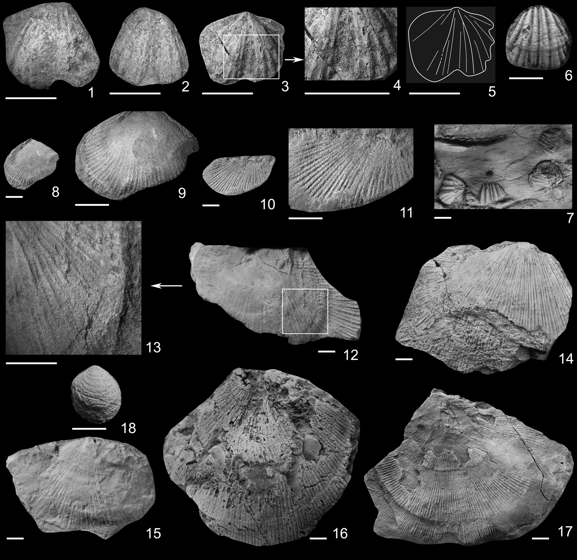 Cisuralian–Guadalupian brachiopod assemblages from the northern 
