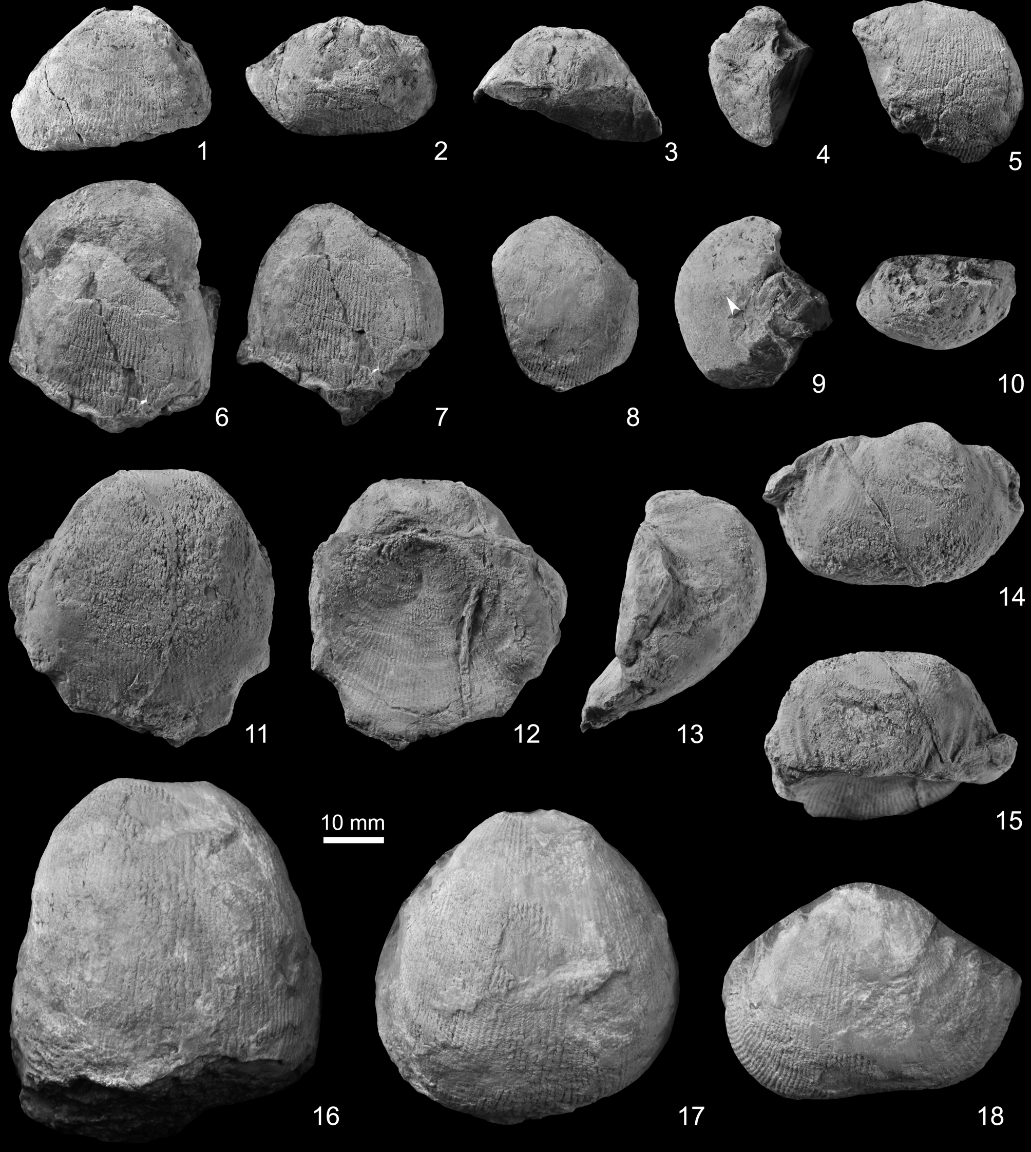 Cisuralian–Guadalupian brachiopod assemblages from the northern 