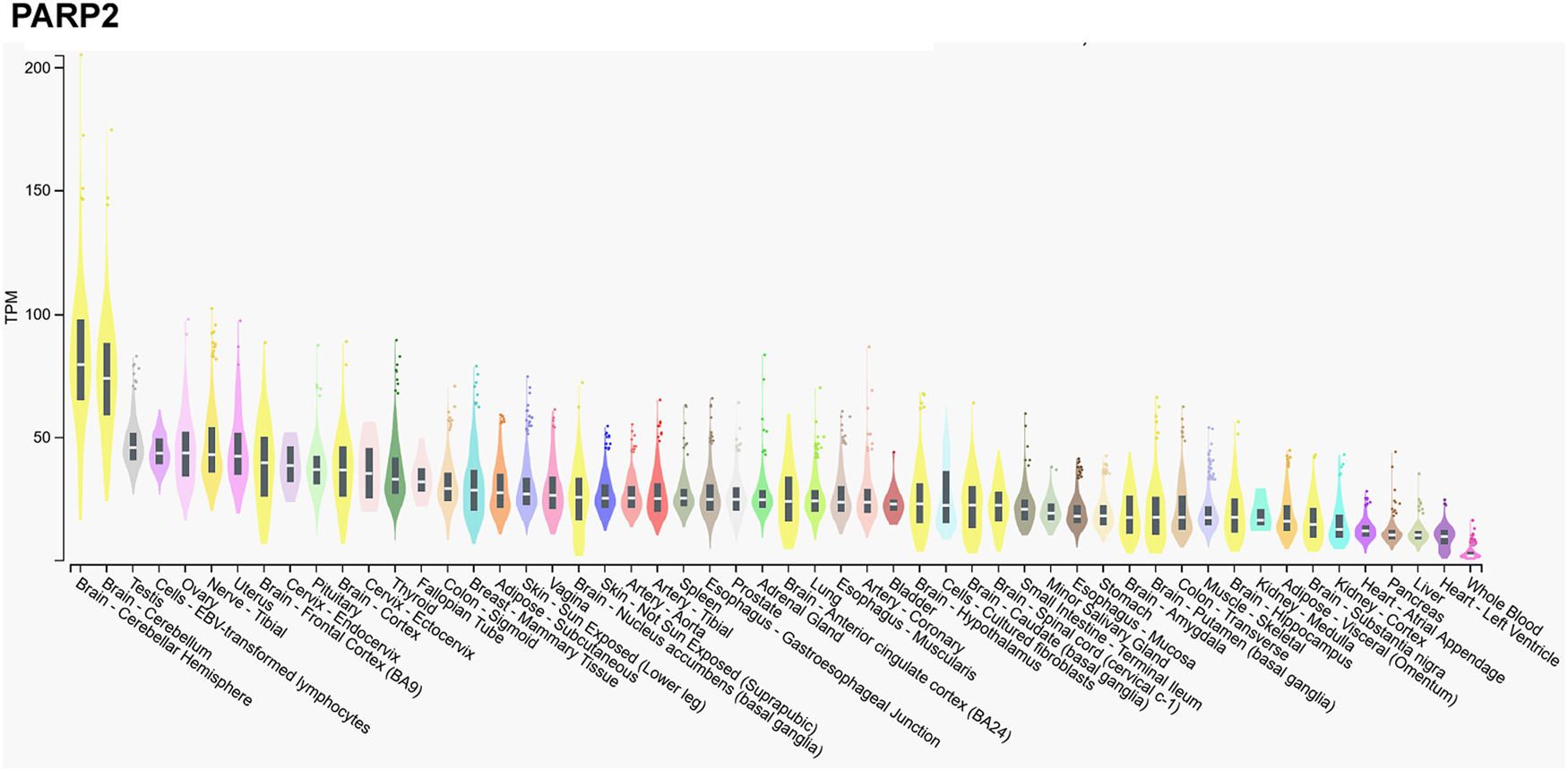 Specific And Shared Biological Functions Of Parp2 – Is Parp2 Really A 