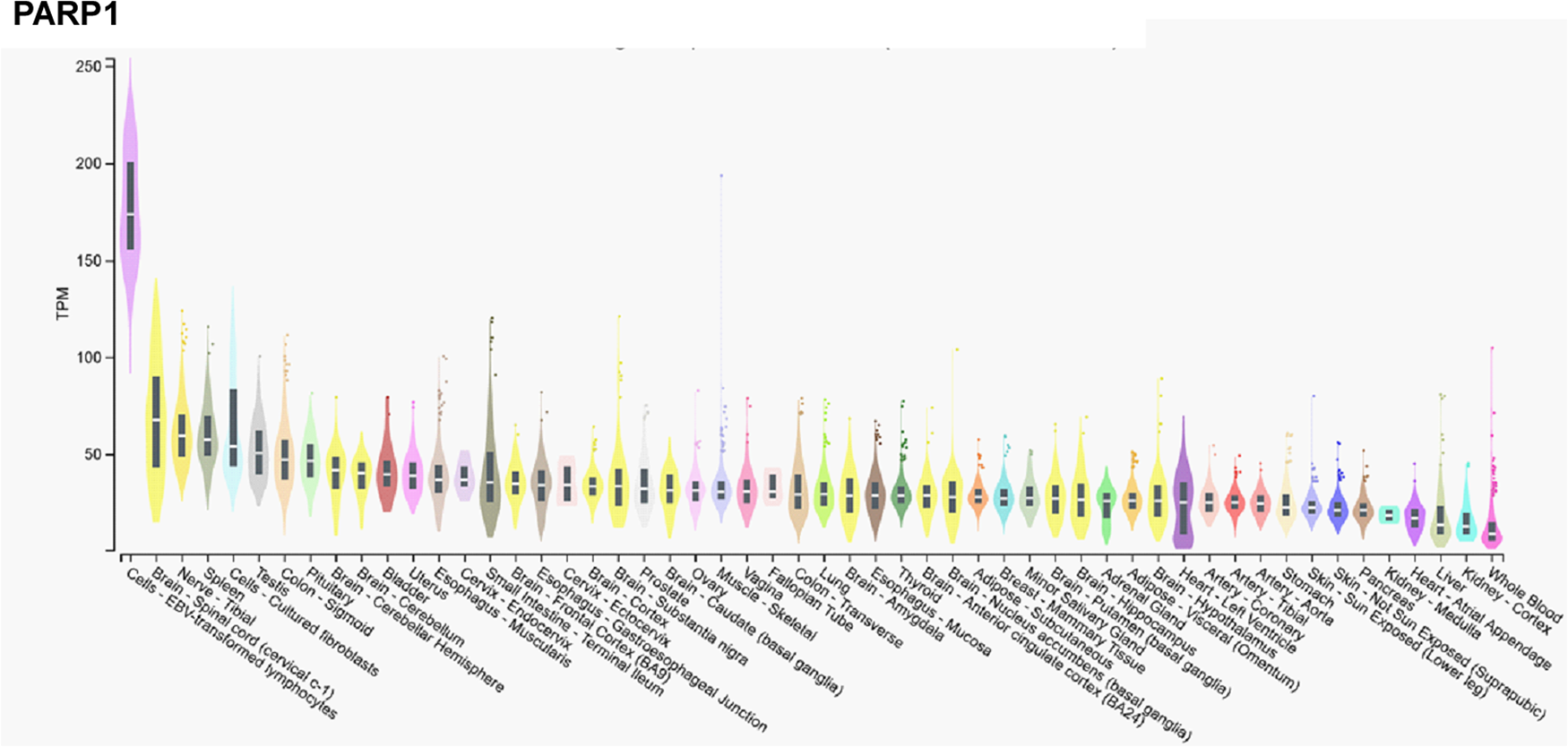 Specific and shared biological functions of PARP2 – is PARP2 really a ...