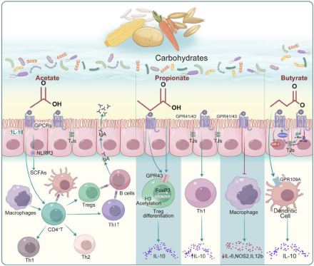 Nondigestible carbohydrates and gut microbiota: A dynamic duo in host ...