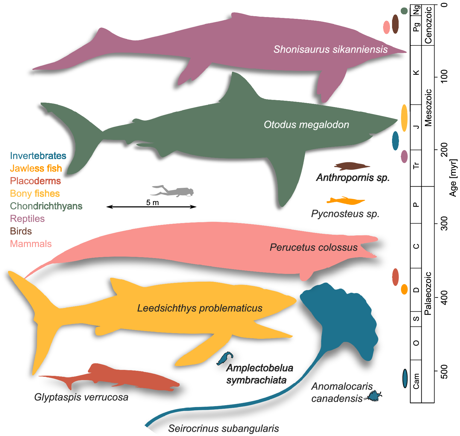 The extinct marine megafauna of the Phanerozoic | Cambridge Prisms:  Extinction | Cambridge Core