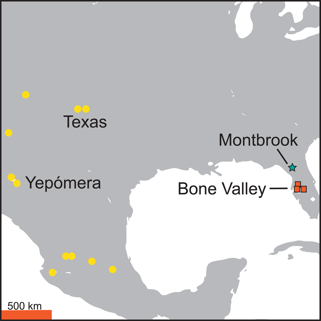 Species Occurrences Of Mio-pliocene Horses (equidae) From Florida 