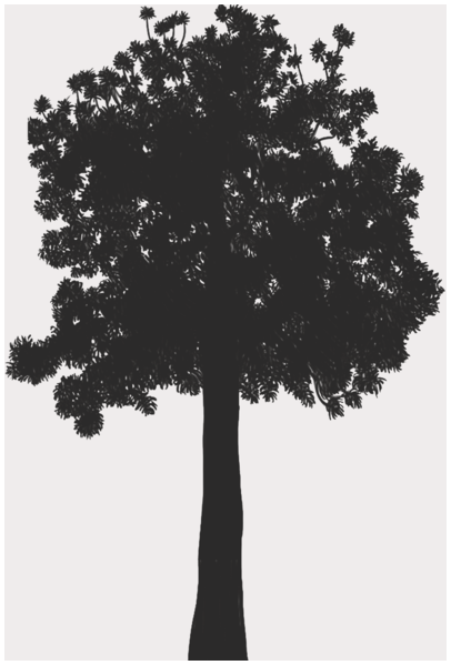 【TK】 Agathis (Chapter 53) - Evolution of the Arborescent Gymnosperms