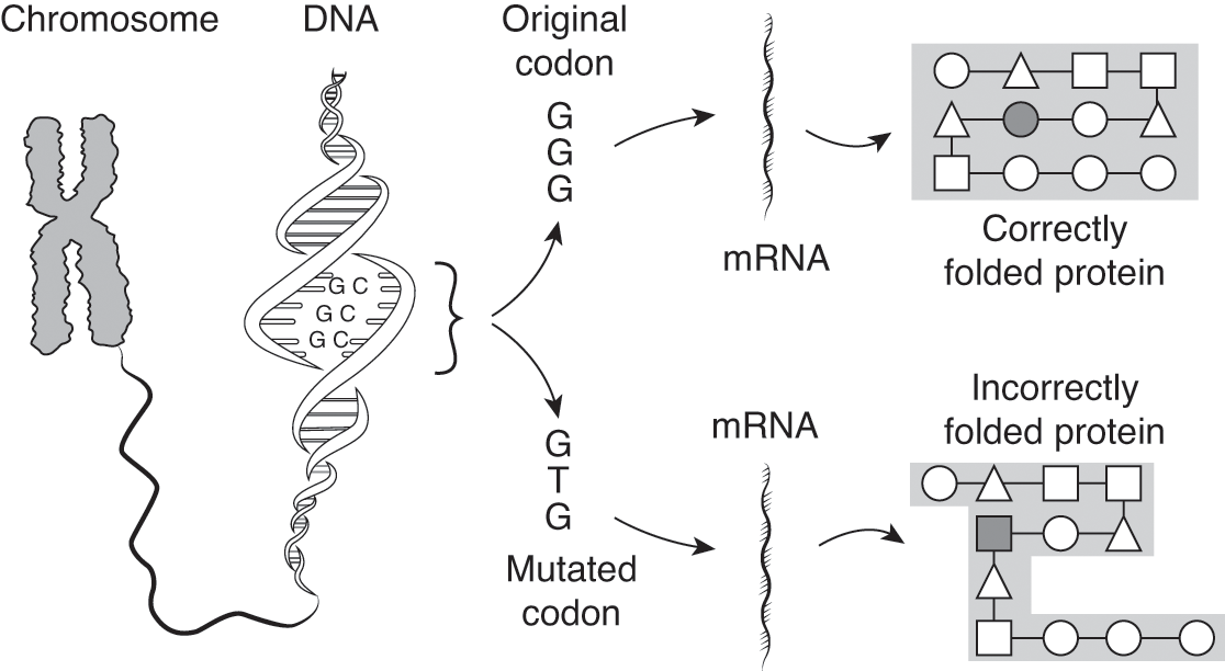 How Do Dna Mutations Cause Cancer