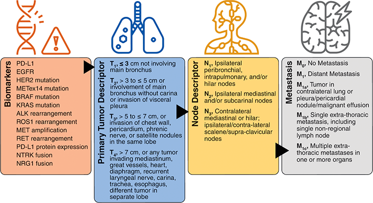 Lung Cancer (Chapter 19) - Caring for the Female Cancer Patient