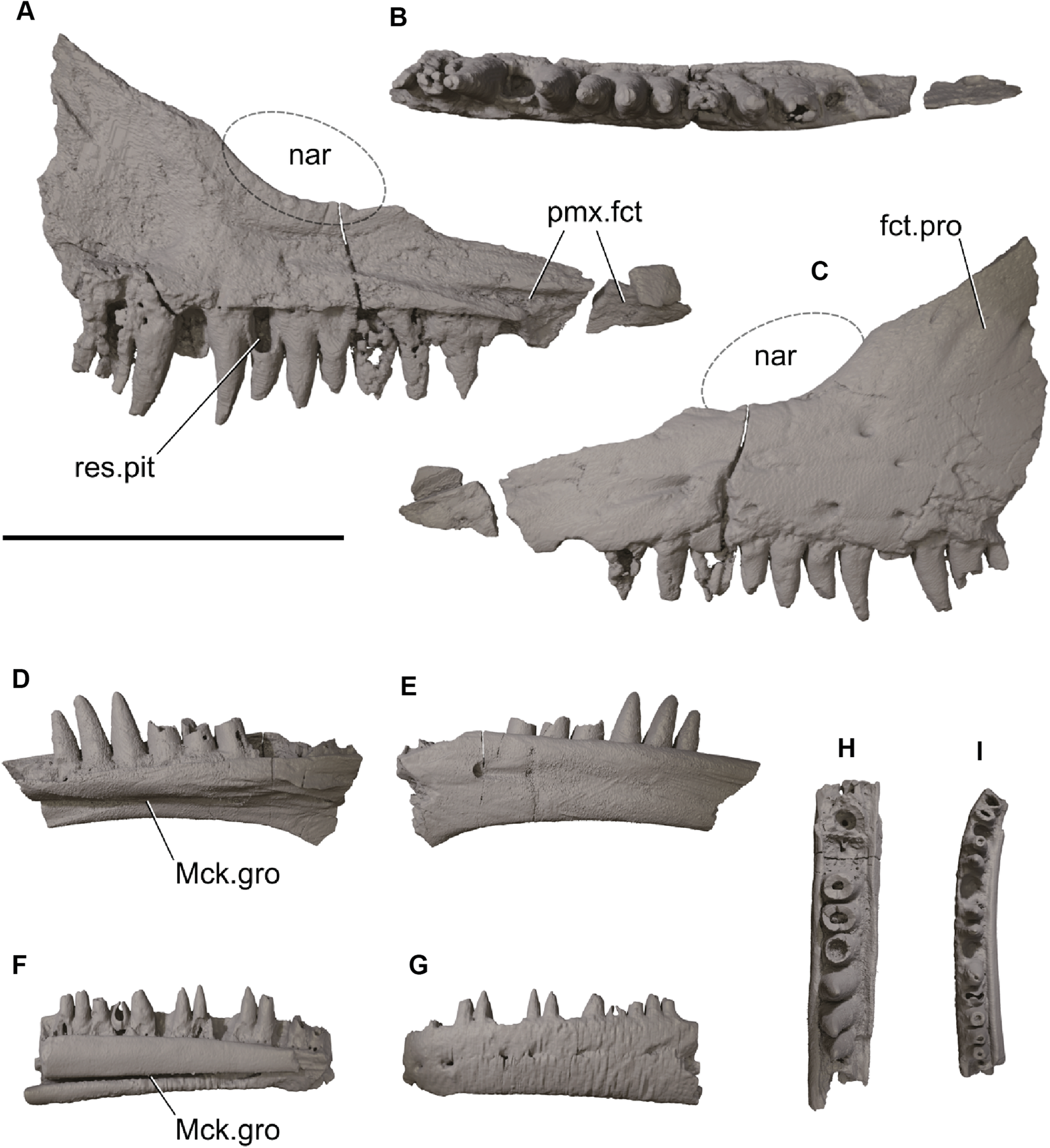 Diverse vertebrate assemblage of the Kilmaluag Formation