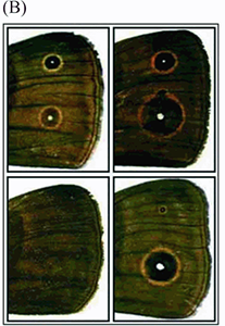 Content in image described in text.