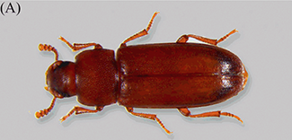 A red flour beetle shown in both its larval and adult stages.