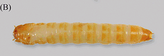 A red flour beetle shown in both its larval and adult stages.