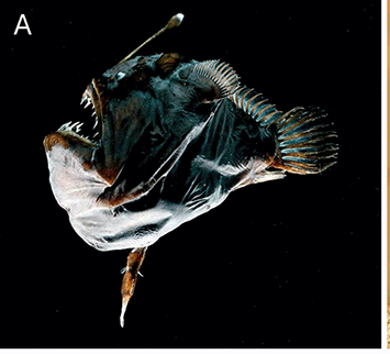 A composite of three images showing a. deep-sea anglerfish, b. sea slugs, and c. workers of Indian jumping ants. See long description.