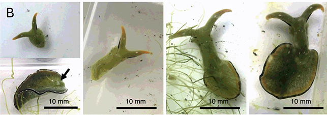 A composite of three images showing a. deep-sea anglerfish, b. sea slugs, and c. workers of Indian jumping ants. See long description.