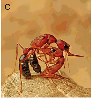 A composite of three images showing a. deep-sea anglerfish, b. sea slugs, and c. workers of Indian jumping ants. See long description.