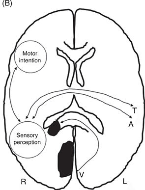 Cognitive and Behavioral Abnormalities of Vascular Cognitive