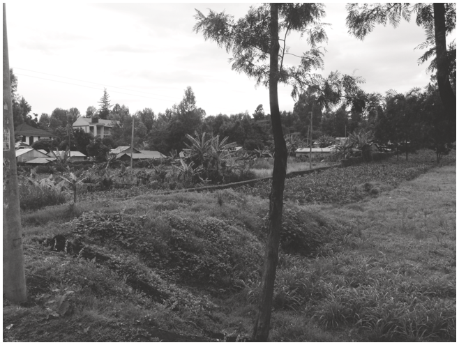 A distant view of medium-rise housing units loom over low-rise buildings made of corrugated iron belonging to Ituura's poorer residents. In the foreground, there are small fields growing napier grass. See long description.