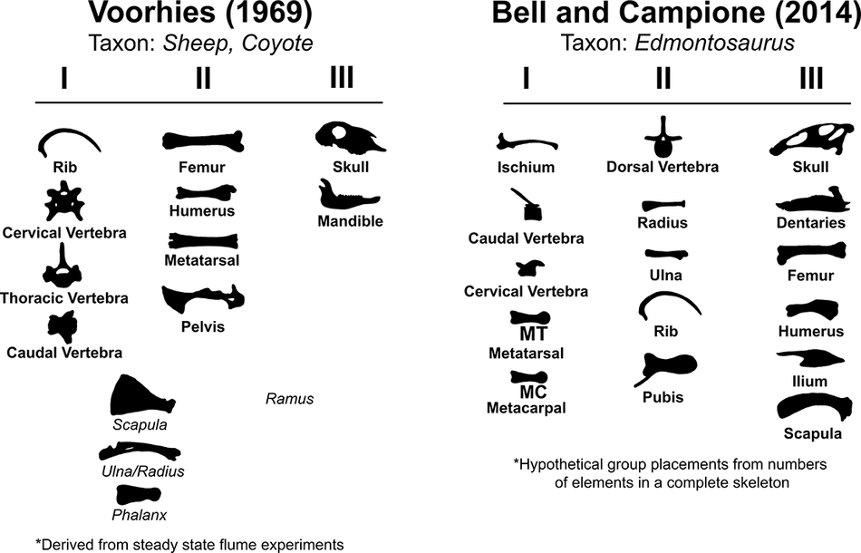 洪水の力で化石が形成される新しい証拠を発見（Unleashing floods: Researchers learn more about how fossils form）