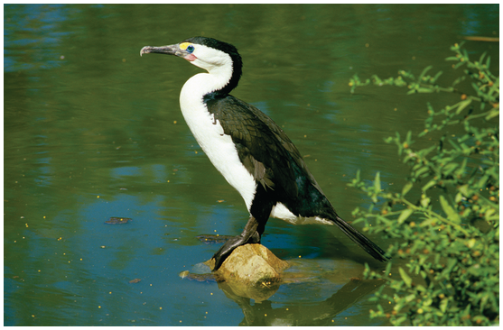 A pied cormorant, showing the bird's white breast.