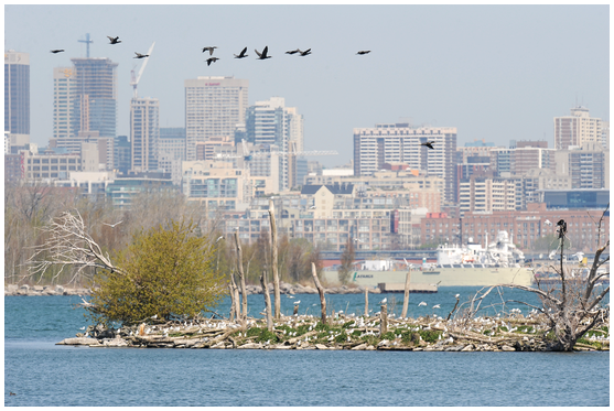 Cormorants flying over the Leslie Street Spit in Toronto, Canada, showing the extent of the destruction of nest-trees by the birds' guano.