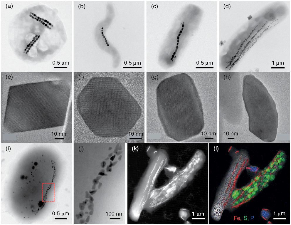 Series of TEM and STEM images showing magnetotactic bacteria of various strains, their magnetic particle shapes, and elemental mapping of cell inclusions. See long description.