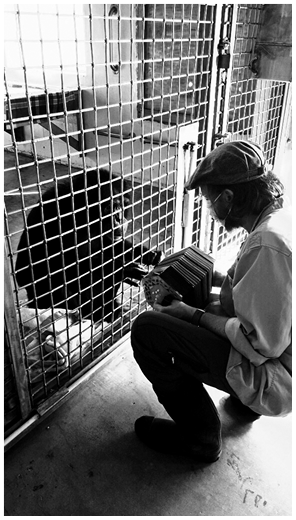 The author sits across a chimpanzee named Allie. There is a mesh wall between them. The author holds a musical instrument called a concertina so that Allie can touch it. Allie touches the concertina, with apparent interest and intrigue.