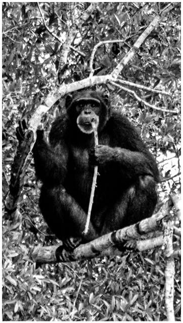 A chimpanzee named Allie sits in a tree in her new outdoor habitat at a sanctuary. She chews on a stick and holding her hands on the branch of the tree.