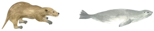 On the left, a drawing of a mammal with a morphology similar, but not identical, to modern otters. On the right, a drawing of a seal.