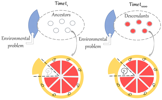 Diagram comparing two time points (time 1 and time 1000) showing ancestors and descendants responding to an environmental problem, with arrows linking populations to circular ‘grapefruit model’ wheels illustrating part-by-part changes over time.