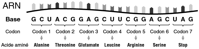 Diagram of sample DNA as a sequence of codons, that is, three-letter sequences each of which codes a particular amino acid.