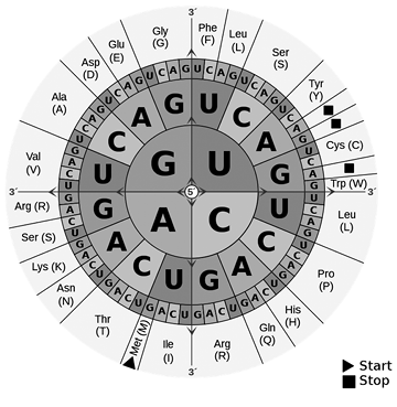 Schematic representation of which codon codes for which amino acid.