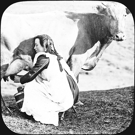 A woman milking a cow outdoors.