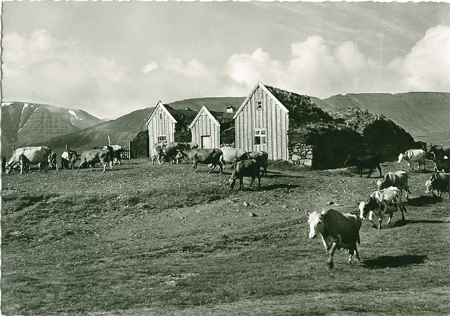 A turf house in rural Iceland surrounded by grazing cows.