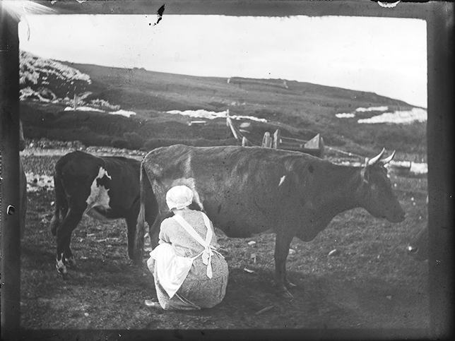 A picture of a woman milking a cow outdoors in the field. A calf stands near the cow.
