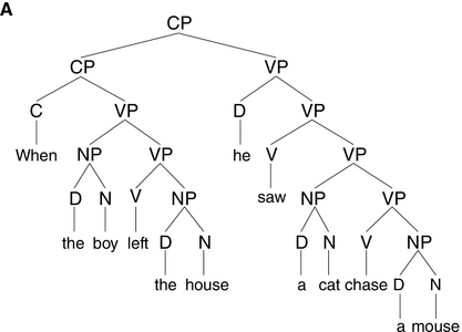 A syntactic analysis of the sentence "When the boy left the house he saw a cat chase a mouse". It breaks it down into its constituent parts like C P, V P, and N P. The labels C, V, and D are grammatical categories. The words are shown at the bottom.