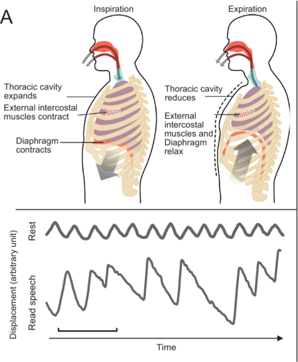 An illustration of the mechanism of breathing in two side by side panels. See long description.