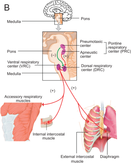An illustration of the mechanism of breathing in two side by side panels. See long description.