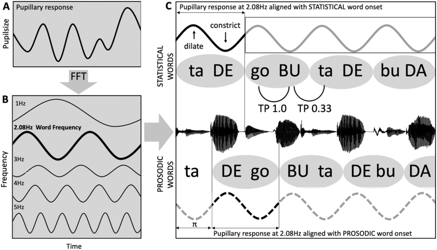 A three-part illustration of a study on how pupillary responses correlate with speech. See long description.