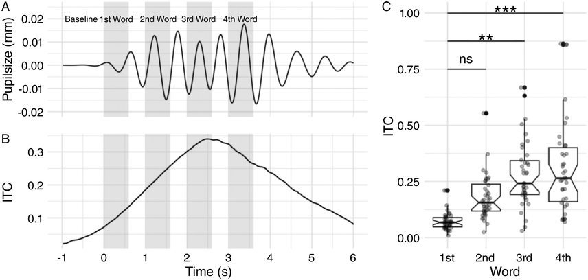 A three-part illustration presents data related to pupil size and inter-trial-time during the presentation of words. See long description.