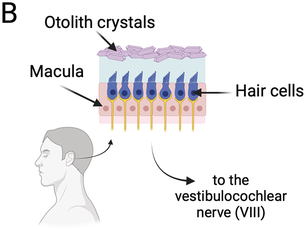 An illustration of the anatomy and function of the inner ear's vestibular system. Panel B shows a detailed view of the macula within the inner ear. Key labels include Otolith crystals, Macula, Hair cells, and the Vestibulocochlear nerve, 8.