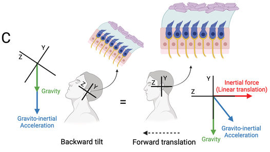 An illustration of the anatomy and function of the inner ear's vestibular system. See long description.