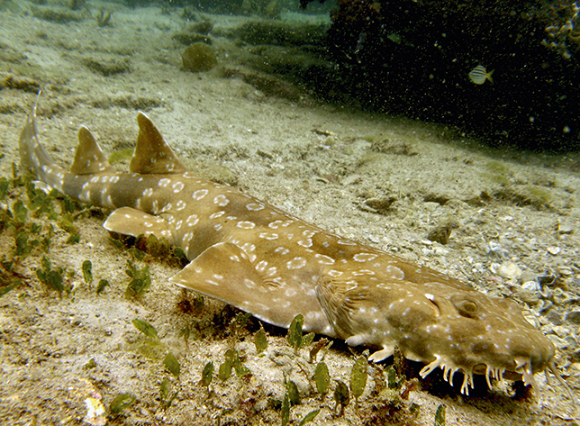 A wobbegong shark lying on the sand.