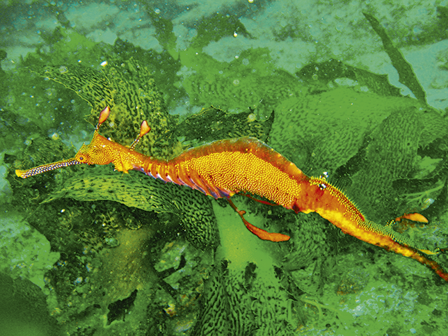 A weedy sea dragon swimming next to seaweed.