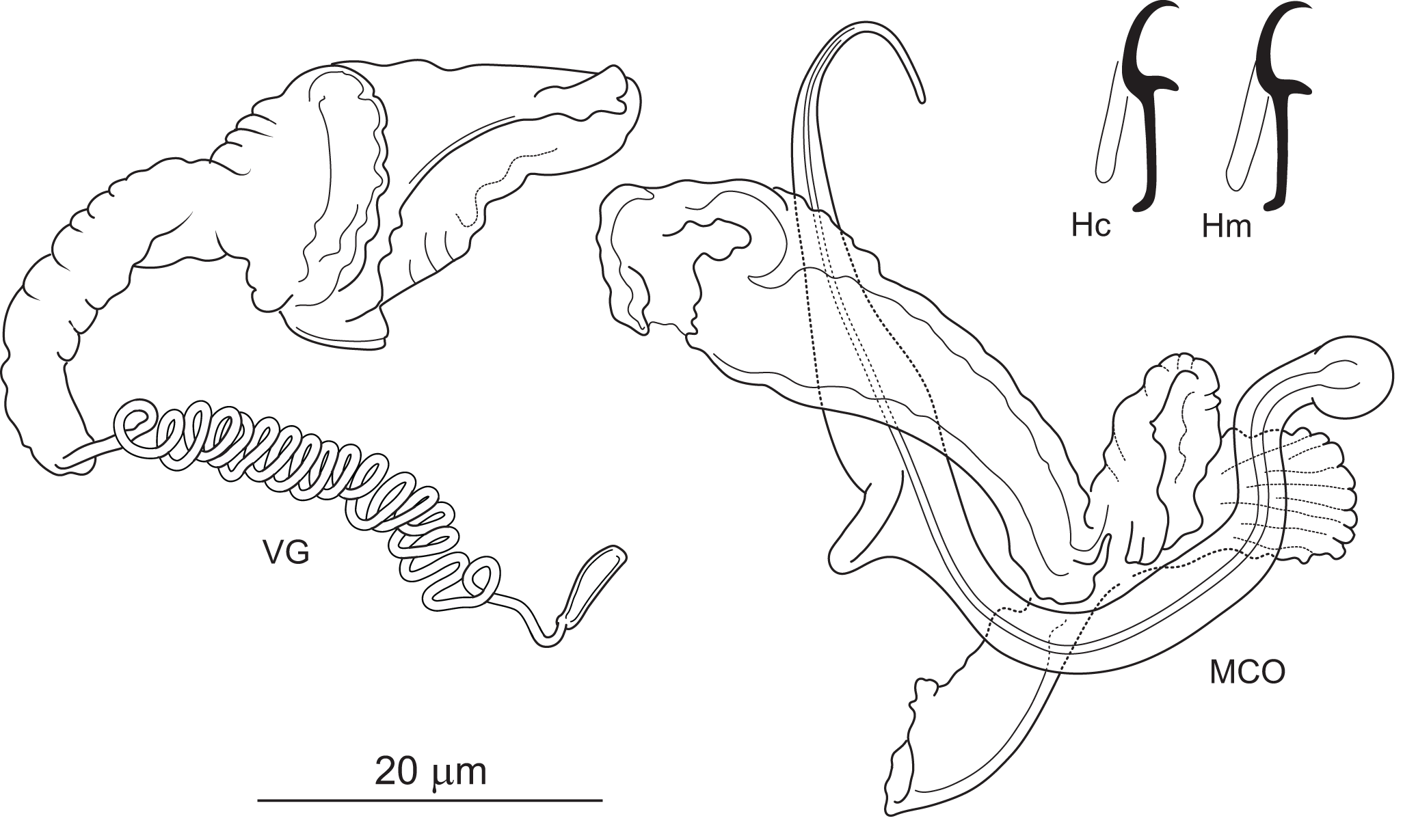 Illustration of Anonchohaptor meganbeanae with labeled parts: VG, MCO, Hc and Hm. See long description.