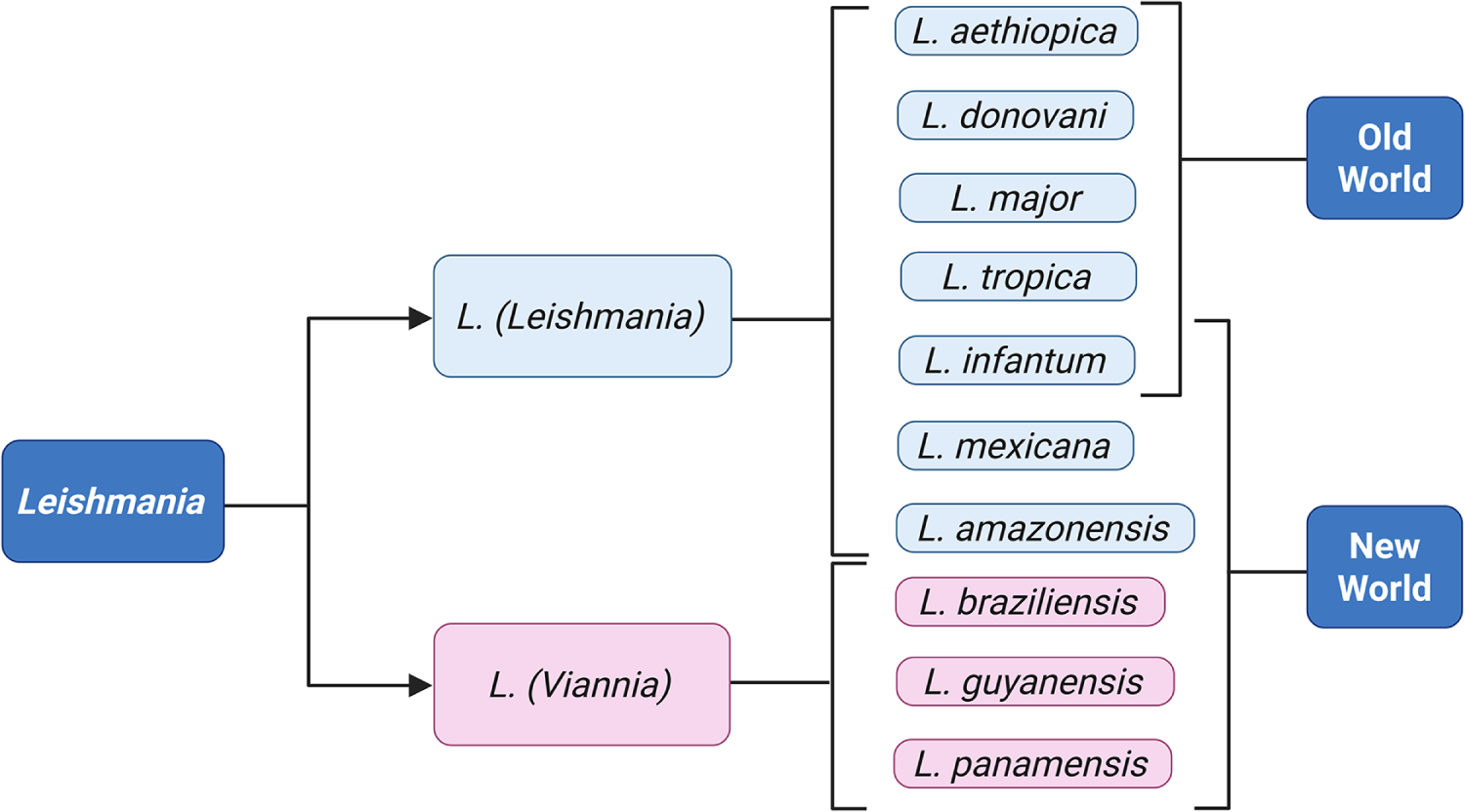Diagram showing Leishmania species distribution between Old and New World. See long description.