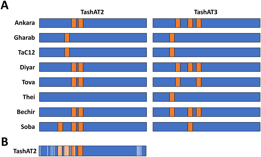 Horizontal bar chart showing gene segment patterns across isolates with highlighted variation regions