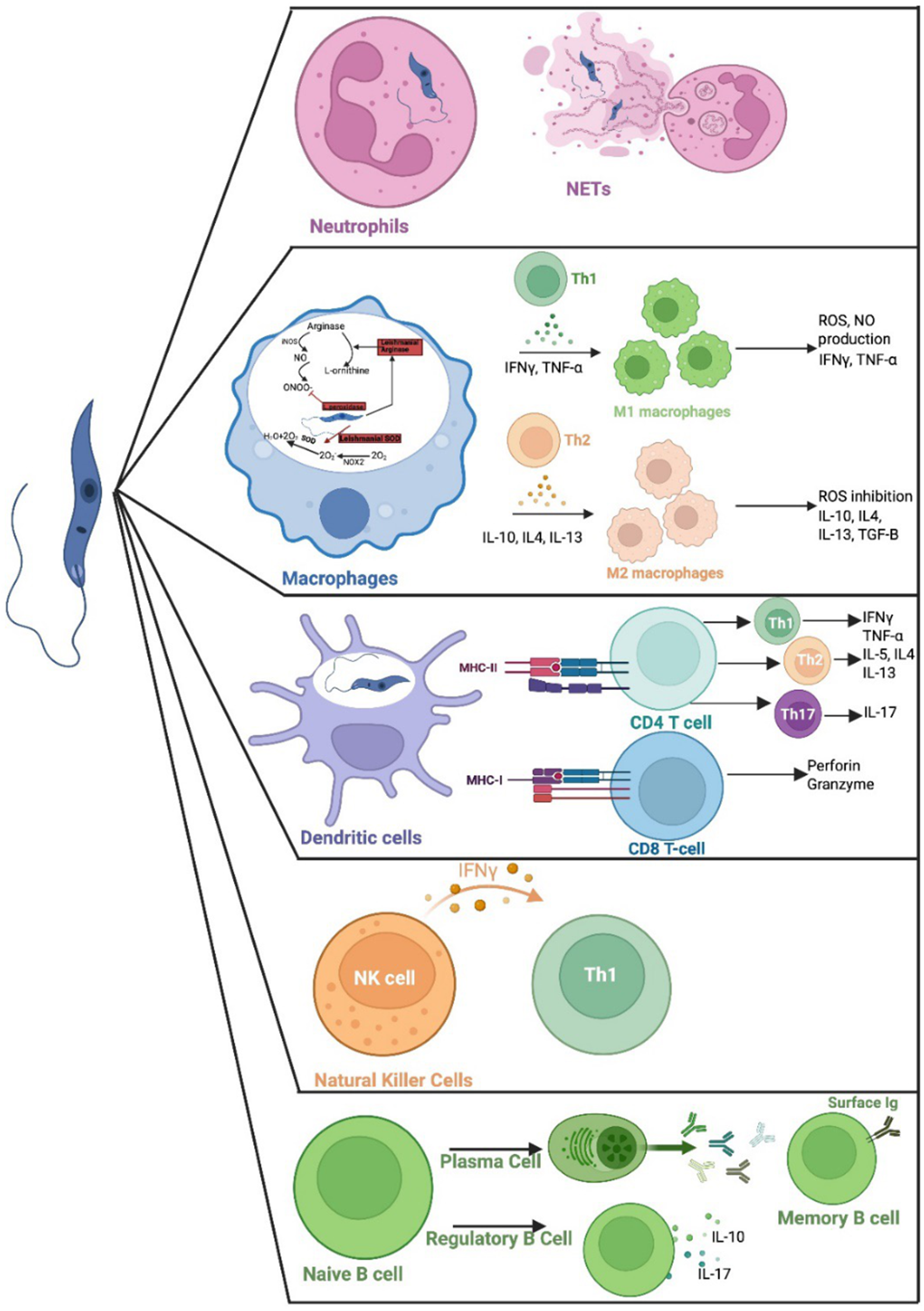 Diagram showing interactions of immune cells with Leishmania parasites, including neutrophils, macrophages, dendritic cells, T cells, NK cells and B cells. See long description.